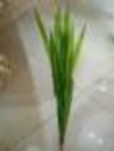 DESROCH DECOR NEARLY NATURAL DECORATIVE GREEN PLANT
