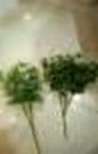 DESROCH DECOR JAVIS ECOFRIENDLY GREEN PLANT