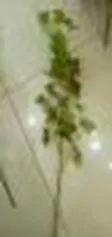 DESROCH DECOR GREEN PLANT & TREE