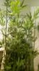DESROCH DECOR KADRI NATURAL BAMBOO DECORATIVE PLANT