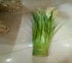 DESROCH DECOR CHIKOO INDOOR DECORATIVE PLANT
