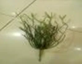 DESROCH DECOR KAEL ANTLER MODERN NATURAL GRASS PLANT 