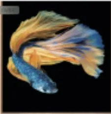 DESROCH ART SWAROSKI CRYSTAL BEAUTIFUL FISH WALL ART