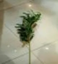DESROCH DECOR NATURAL KADEN OLIVE BRANCH DECORATIVE PLANT